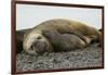 Southern Elephant Seals Mating-Joe McDonald-Framed Photographic Print