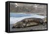 Southern Elephant Seals (Mirounga Leonina) Mating, St. Andrews Bay, South Georgia, Polar Regions-Michael Nolan-Framed Stretched Canvas