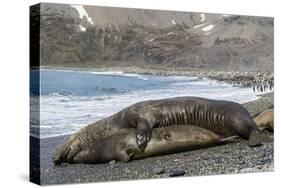 Southern Elephant Seals (Mirounga Leonina) Mating, St. Andrews Bay, South Georgia, Polar Regions-Michael Nolan-Stretched Canvas