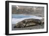 Southern Elephant Seals (Mirounga Leonina) Mating, St. Andrews Bay, South Georgia, Polar Regions-Michael Nolan-Framed Photographic Print