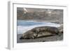 Southern Elephant Seals (Mirounga Leonina) Mating, St. Andrews Bay, South Georgia, Polar Regions-Michael Nolan-Framed Photographic Print