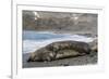 Southern Elephant Seals (Mirounga Leonina) Mating, St. Andrews Bay, South Georgia, Polar Regions-Michael Nolan-Framed Photographic Print