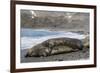 Southern Elephant Seals (Mirounga Leonina) Mating, St. Andrews Bay, South Georgia, Polar Regions-Michael Nolan-Framed Photographic Print