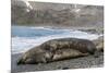 Southern Elephant Seals (Mirounga Leonina) Mating, St. Andrews Bay, South Georgia, Polar Regions-Michael Nolan-Mounted Photographic Print