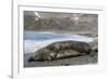 Southern Elephant Seals (Mirounga Leonina) Mating, St. Andrews Bay, South Georgia, Polar Regions-Michael Nolan-Framed Photographic Print