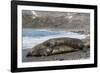 Southern Elephant Seals (Mirounga Leonina) Mating, St. Andrews Bay, South Georgia, Polar Regions-Michael Nolan-Framed Photographic Print