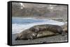 Southern Elephant Seals (Mirounga Leonina) Mating, St. Andrews Bay, South Georgia, Polar Regions-Michael Nolan-Framed Stretched Canvas