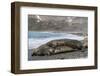 Southern Elephant Seals (Mirounga Leonina) Mating, St. Andrews Bay, South Georgia, Polar Regions-Michael Nolan-Framed Photographic Print