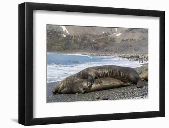 Southern Elephant Seals (Mirounga Leonina) Mating, St. Andrews Bay, South Georgia, Polar Regions-Michael Nolan-Framed Photographic Print
