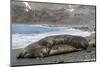 Southern Elephant Seals (Mirounga Leonina) Mating, St. Andrews Bay, South Georgia, Polar Regions-Michael Nolan-Mounted Photographic Print