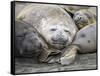 Southern elephant seals (Mirounga leonina), molting on the beach at Gold Harbour, South Georgia-Michael Nolan-Framed Stretched Canvas