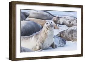 Southern elephant seals (Mirounga leonina) on sandy beach, Sea Lion Island, Falkland Islands-Marco Simoni-Framed Photographic Print