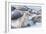 Southern elephant seals (Mirounga leonina) on sandy beach, Sea Lion Island, Falkland Islands-Marco Simoni-Framed Photographic Print