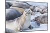 Southern elephant seals (Mirounga leonina) on sandy beach, Sea Lion Island, Falkland Islands-Marco Simoni-Mounted Photographic Print