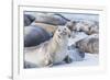 Southern elephant seals (Mirounga leonina) on sandy beach, Sea Lion Island, Falkland Islands-Marco Simoni-Framed Photographic Print