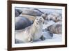 Southern elephant seals (Mirounga leonina) on sandy beach, Sea Lion Island, Falkland Islands-Marco Simoni-Framed Photographic Print