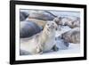 Southern elephant seals (Mirounga leonina) on sandy beach, Sea Lion Island, Falkland Islands-Marco Simoni-Framed Photographic Print