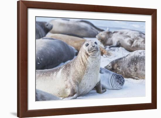 Southern elephant seals (Mirounga leonina) on sandy beach, Sea Lion Island, Falkland Islands-Marco Simoni-Framed Photographic Print