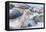 Southern elephant seals (Mirounga leonina) on sandy beach, Sea Lion Island, Falkland Islands-Marco Simoni-Framed Stretched Canvas