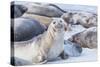 Southern elephant seals (Mirounga leonina) on sandy beach, Sea Lion Island, Falkland Islands-Marco Simoni-Stretched Canvas