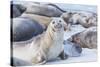 Southern elephant seals (Mirounga leonina) on sandy beach, Sea Lion Island, Falkland Islands-Marco Simoni-Stretched Canvas