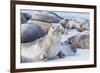 Southern elephant seals (Mirounga leonina) on sandy beach, Sea Lion Island, Falkland Islands-Marco Simoni-Framed Photographic Print