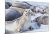 Southern elephant seals (Mirounga leonina) on sandy beach, Sea Lion Island, Falkland Islands-Marco Simoni-Mounted Photographic Print