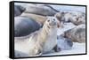 Southern elephant seals (Mirounga leonina) on sandy beach, Sea Lion Island, Falkland Islands-Marco Simoni-Framed Stretched Canvas