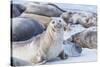 Southern elephant seals (Mirounga leonina) on sandy beach, Sea Lion Island, Falkland Islands-Marco Simoni-Stretched Canvas