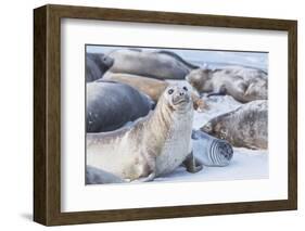 Southern elephant seals (Mirounga leonina) on sandy beach, Sea Lion Island, Falkland Islands-Marco Simoni-Framed Photographic Print