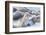 Southern elephant seals (Mirounga leonina) on sandy beach, Sea Lion Island, Falkland Islands-Marco Simoni-Framed Photographic Print