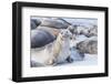 Southern elephant seals (Mirounga leonina) on sandy beach, Sea Lion Island, Falkland Islands-Marco Simoni-Framed Photographic Print