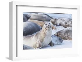 Southern elephant seals (Mirounga leonina) on sandy beach, Sea Lion Island, Falkland Islands-Marco Simoni-Framed Photographic Print