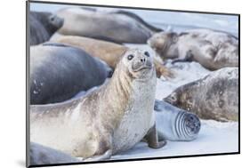 Southern elephant seals (Mirounga leonina) on sandy beach, Sea Lion Island, Falkland Islands-Marco Simoni-Mounted Photographic Print