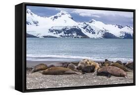 Southern Elephant Seals (Mirounga Leonina)-Michael Nolan-Framed Stretched Canvas