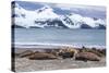 Southern Elephant Seals (Mirounga Leonina)-Michael Nolan-Stretched Canvas