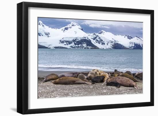 Southern Elephant Seals (Mirounga Leonina)-Michael Nolan-Framed Photographic Print