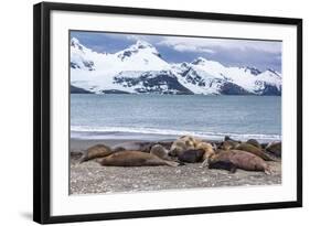 Southern Elephant Seals (Mirounga Leonina)-Michael Nolan-Framed Photographic Print