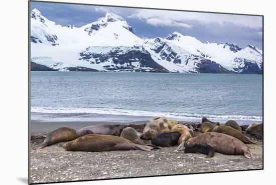 Southern Elephant Seals (Mirounga Leonina)-Michael Nolan-Mounted Photographic Print