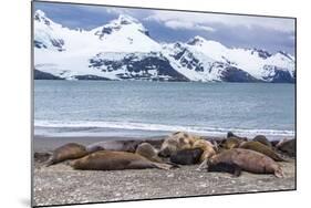 Southern Elephant Seals (Mirounga Leonina)-Michael Nolan-Mounted Photographic Print