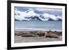 Southern Elephant Seals (Mirounga Leonina)-Michael Nolan-Framed Photographic Print