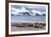 Southern Elephant Seals (Mirounga Leonina)-Michael Nolan-Framed Photographic Print