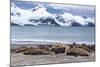 Southern Elephant Seals (Mirounga Leonina)-Michael Nolan-Mounted Photographic Print