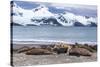 Southern Elephant Seals (Mirounga Leonina)-Michael Nolan-Stretched Canvas