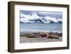 Southern Elephant Seals (Mirounga Leonina)-Michael Nolan-Framed Photographic Print