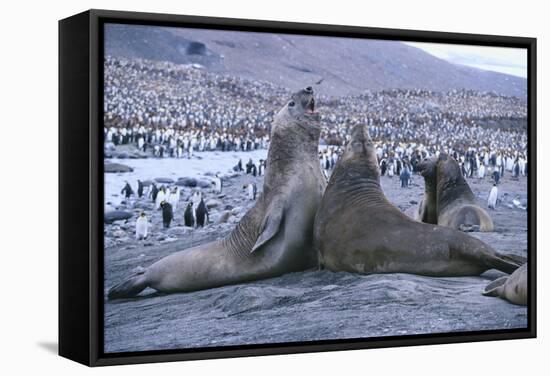 Southern Elephant Seals-DLILLC-Framed Stretched Canvas