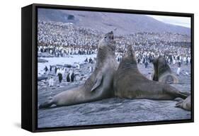 Southern Elephant Seals-DLILLC-Framed Stretched Canvas