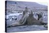 Southern Elephant Seals-DLILLC-Stretched Canvas