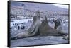 Southern Elephant Seals-DLILLC-Framed Stretched Canvas