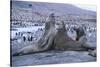 Southern Elephant Seals-DLILLC-Stretched Canvas